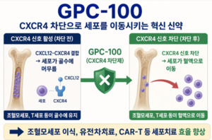 지피씨알 GPC-100, 골수에 갇힌 세포를 혈액으로 끌어낸다...'세포치료제... - 뉴스 썸네일 이미지